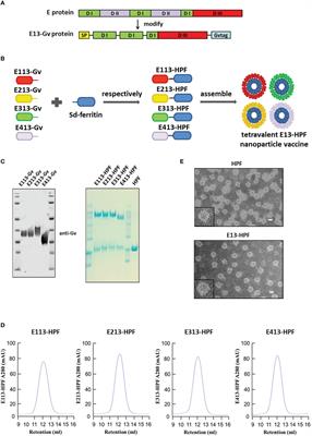 A tetravalent nanoparticle vaccine elicits a balanced and potent immune response against dengue viruses without inducing antibody-dependent enhancement